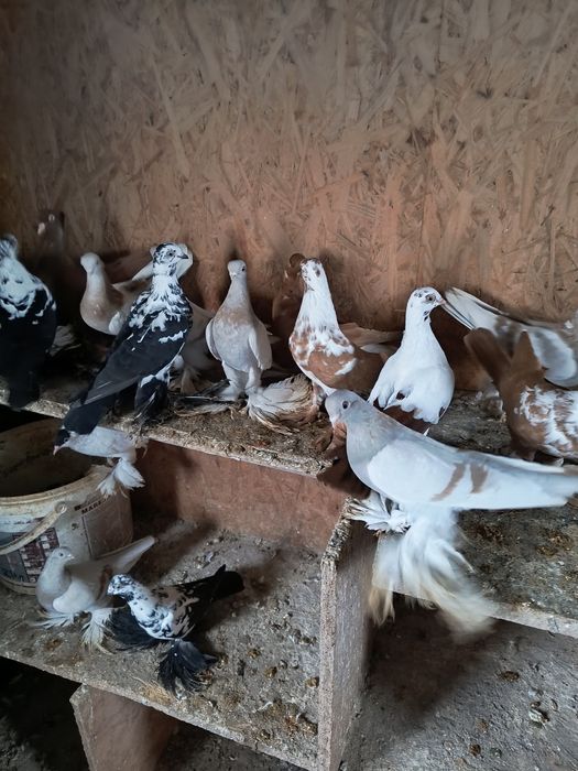 Gołębie ozdobne różne