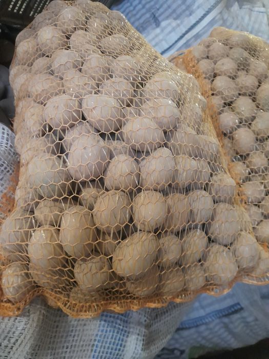 Ziemniaki Red Sonia, Soraya, Gala, Vineta, Corinna, Belmonda, Red Lad