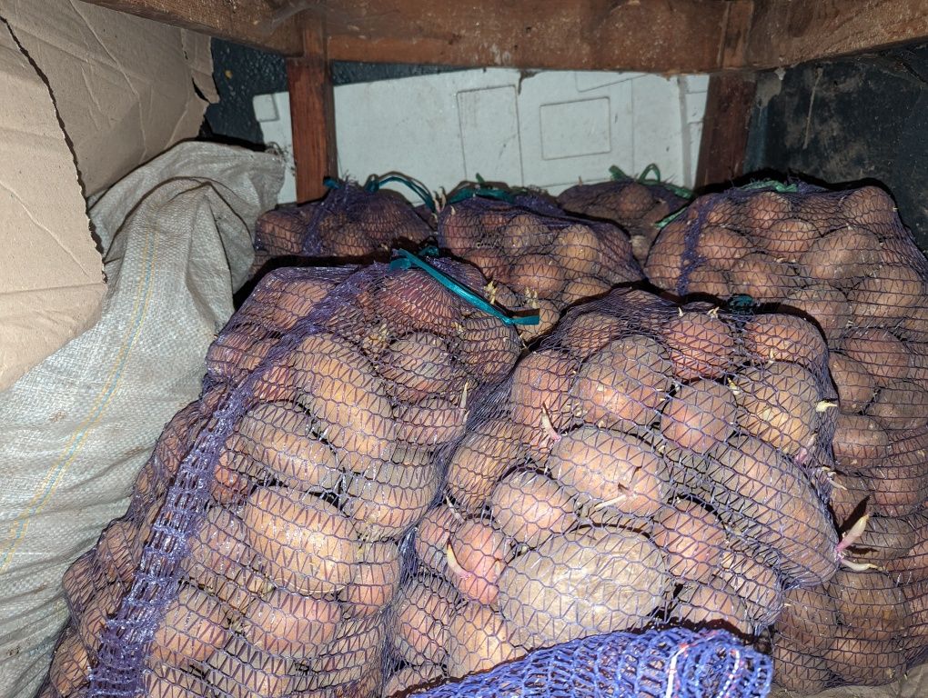Картопля для харчування та посадки