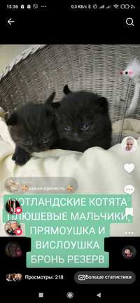 Шотландские котята