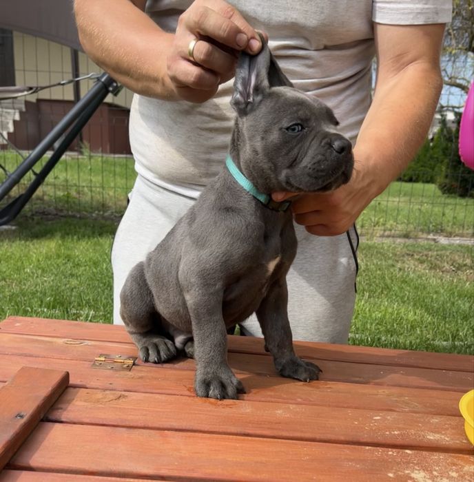Cane Corso mocna  suczka