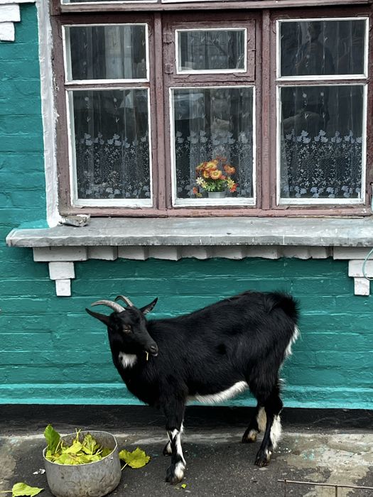 Козочка молода 9 місяців