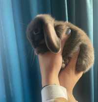 Króliczki Mini Lop-hodowla zarejestrowana KZHK