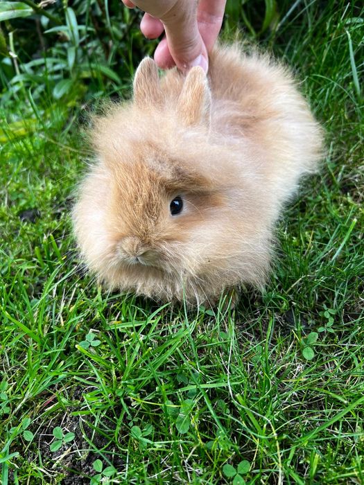 Króliczek miniaturka