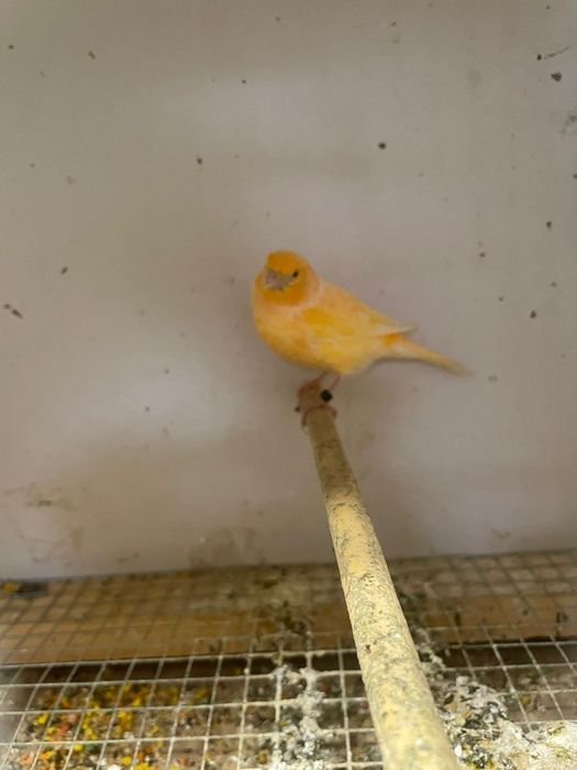 Canários para venda