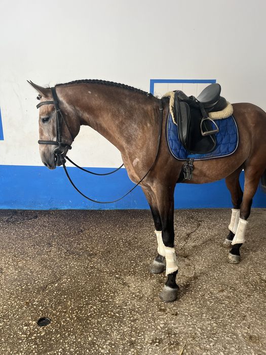 Poldro lusitano 5 anos 1,62m