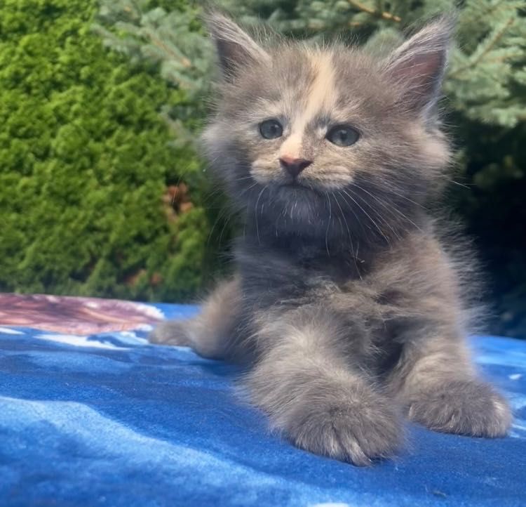 Maine Coon -Niebieska  Dymna Szylkretka!
