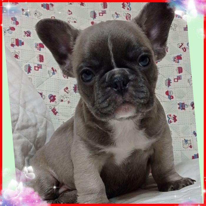 Чарівні французята