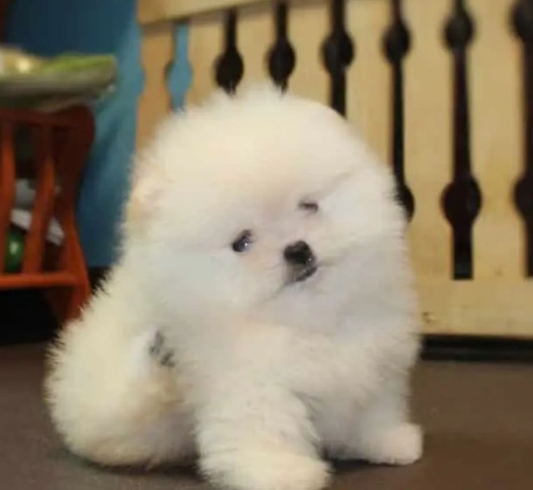 Померанський шпіц міні,суперміні.Білий,крем,рижі. Тайські,Корейські кр