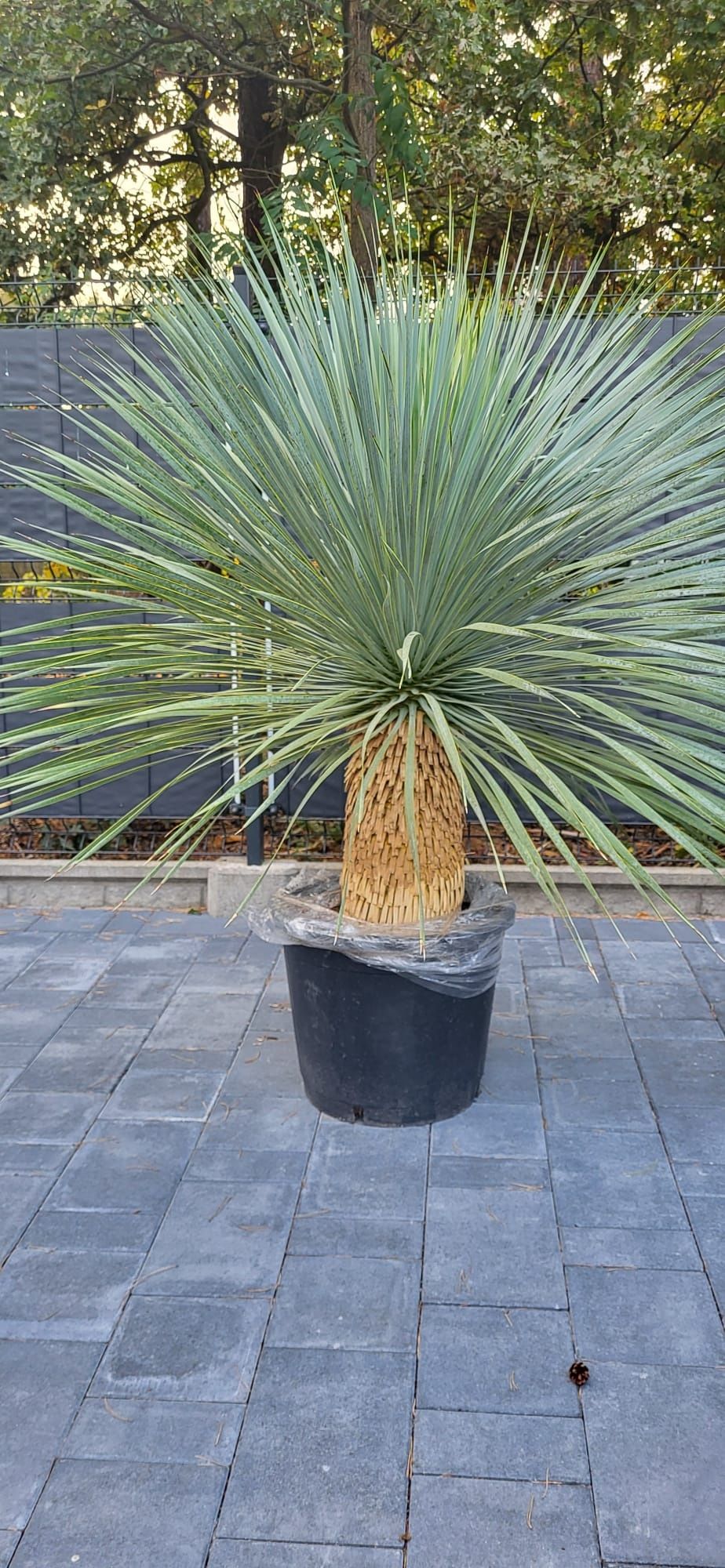 Yucca rostrata.  Rigida. Filifera. Fortunei.