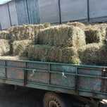 Продам сіно в тюках