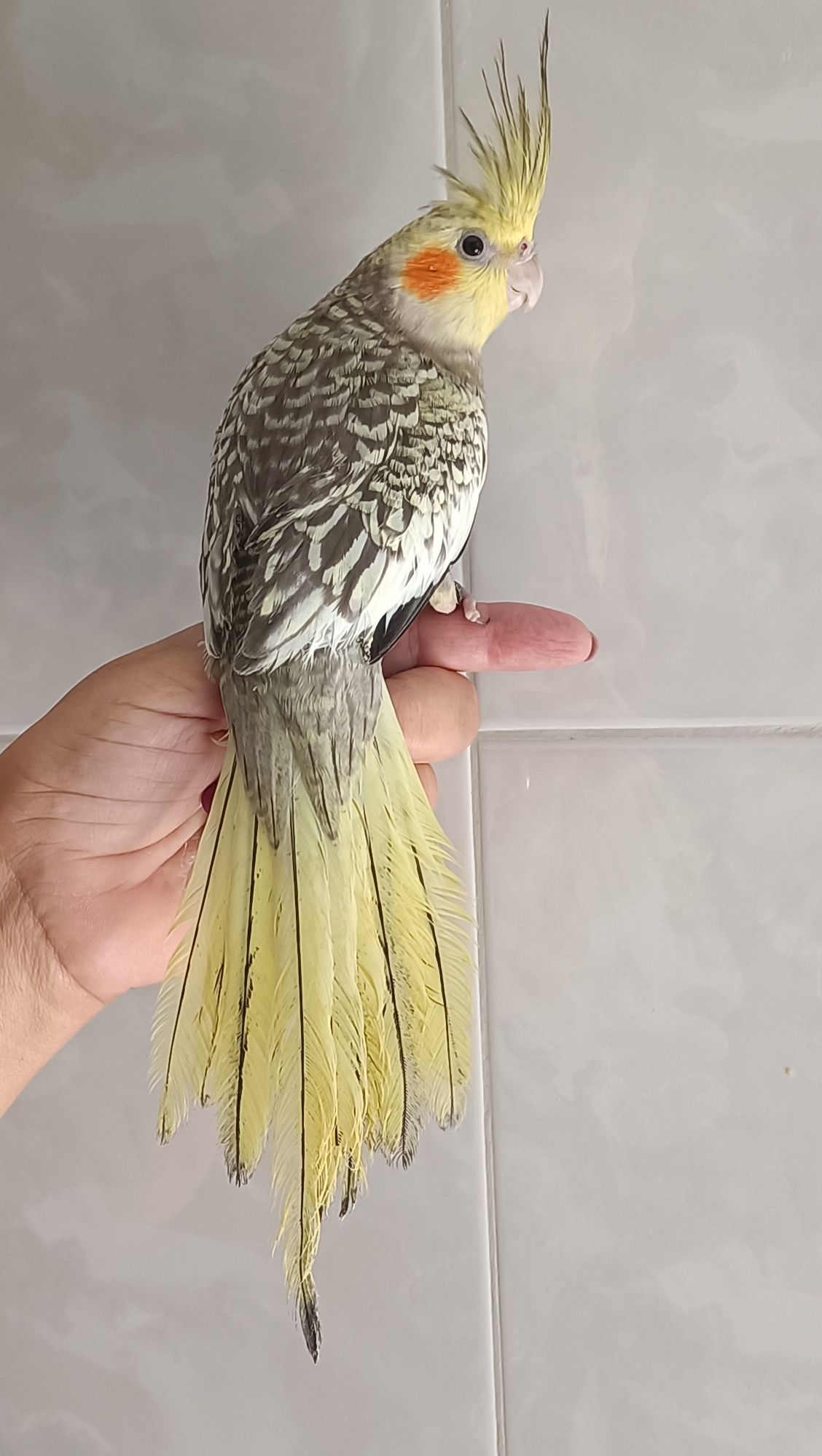 Caturras normais e criadas a mão