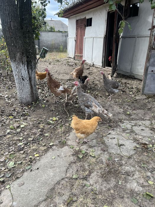 Індики ,індички ,