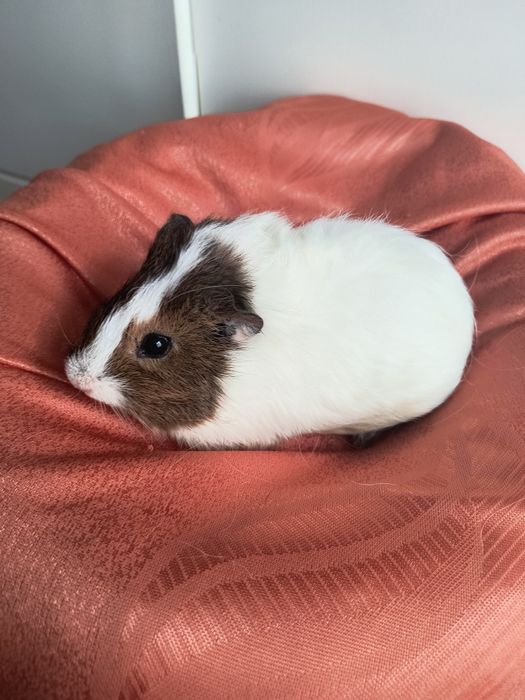 Świnki morskie maluszki gładkowłose i rozetki