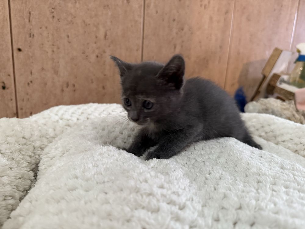 RESERVADA- Gatinha Femea para adoptar