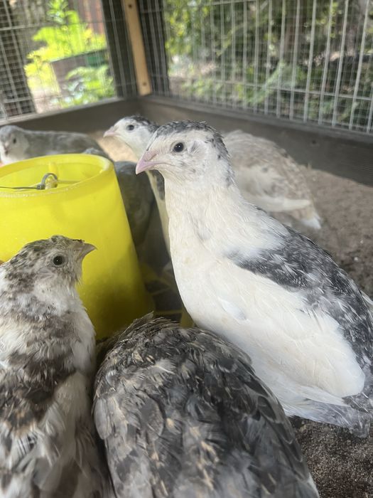 Jaja przepiórcze lęgowe konsumpcyjne przepiórka japońska 50szt.
