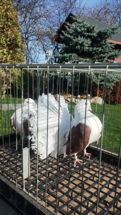 Pawiki gołębie ozdobne