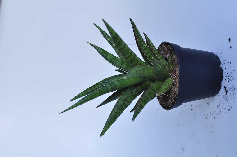 Sansevieria ''Boogie Woogie'' - dwie do wyboru