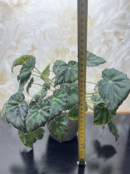 Бегонія Бауера плямиста