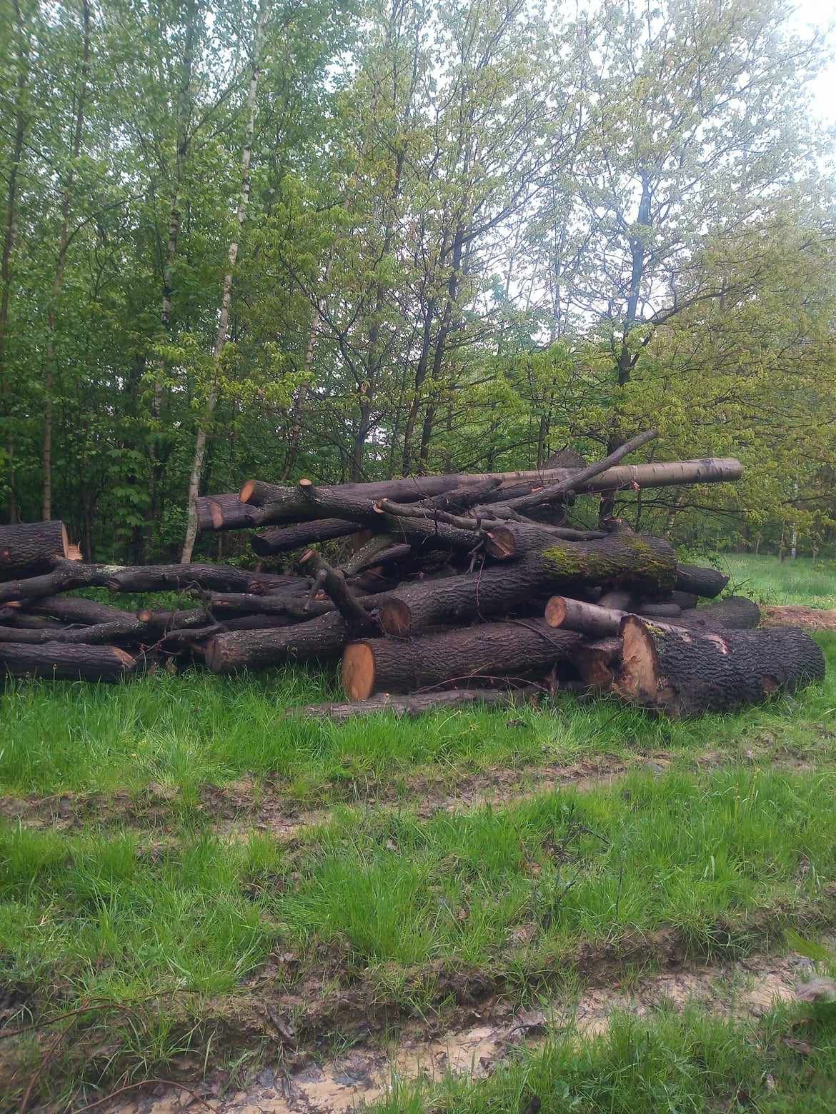 Sprzedam Drzewo Dąb na foszty