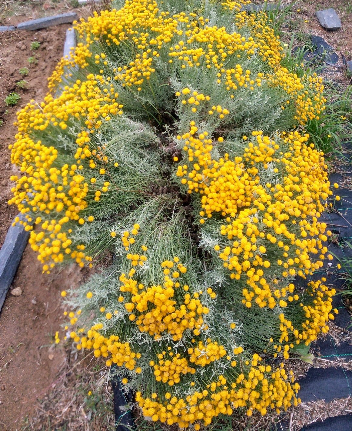 Santolina, um anti-inflamatório natural