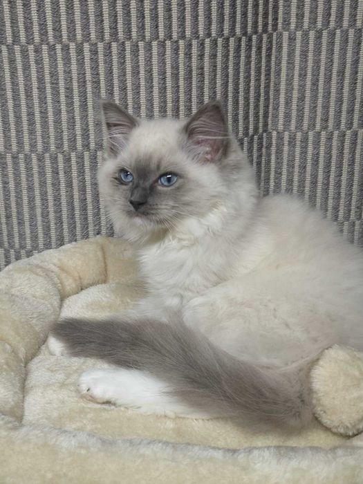 Ragdoll kotka blue badania genetyczne n/n