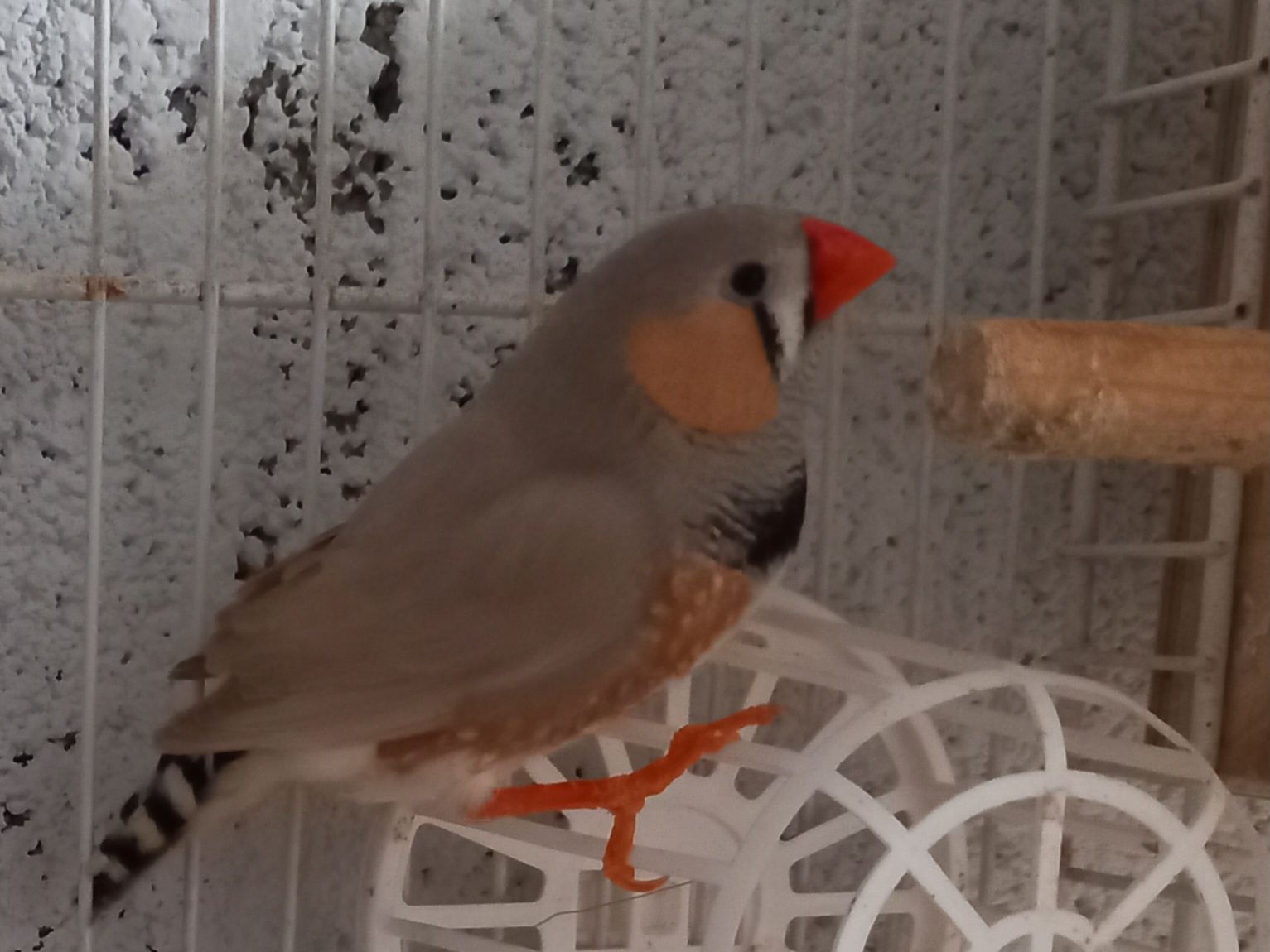 Mandarins várias mutações, de bom porte, preço especial para lote.