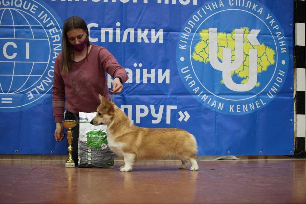 Дівчинка вельш коргі пемброк Sirena