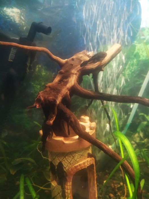 Безкоштовно віддам рибки анцитруси, сомики мальки.