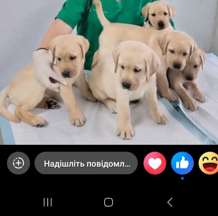 цуценята лабрадора ретривера