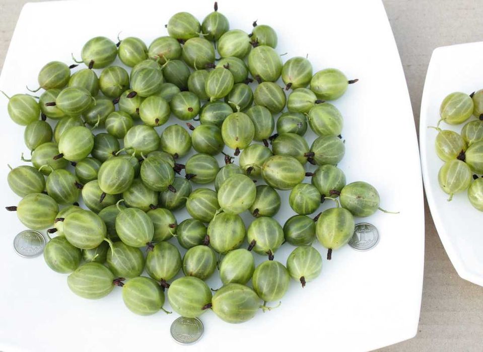 Крыжовник Крупн Колобок,Уральський ізумру,Добриня смороДоросліСаджанці