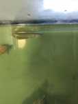 Arowana silver jovenil