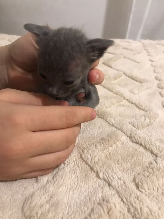 Gatinhos bebés para adoção responsável