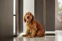 Cockapoo Fanta śliczna dziewczyna Cocker spaniel I pudel