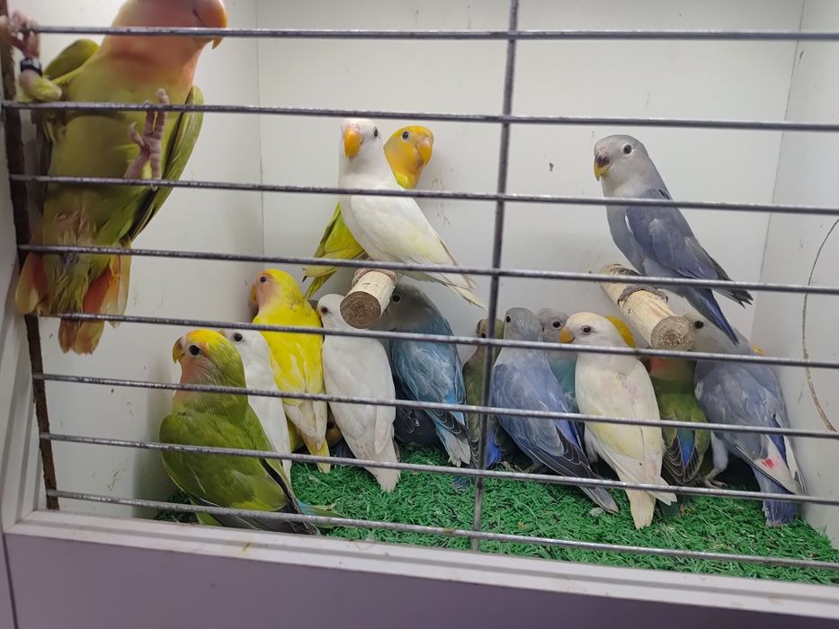 Papugi Papużki nierozłączki czerwonoczelne - młode 2025r