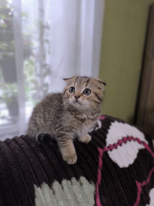 Кошеня Шотландське