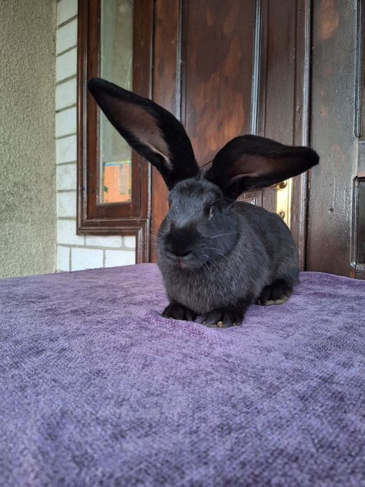 Кролі. Строкач. Кролики