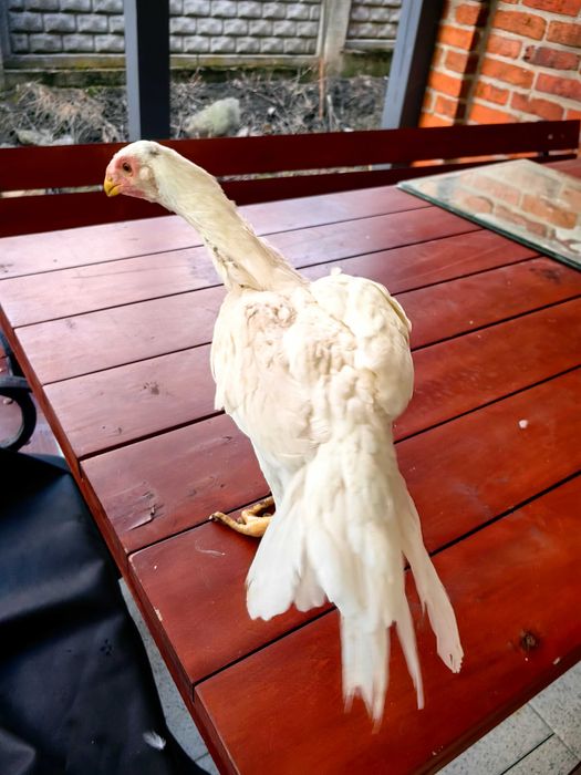 Para kur parrot aseel