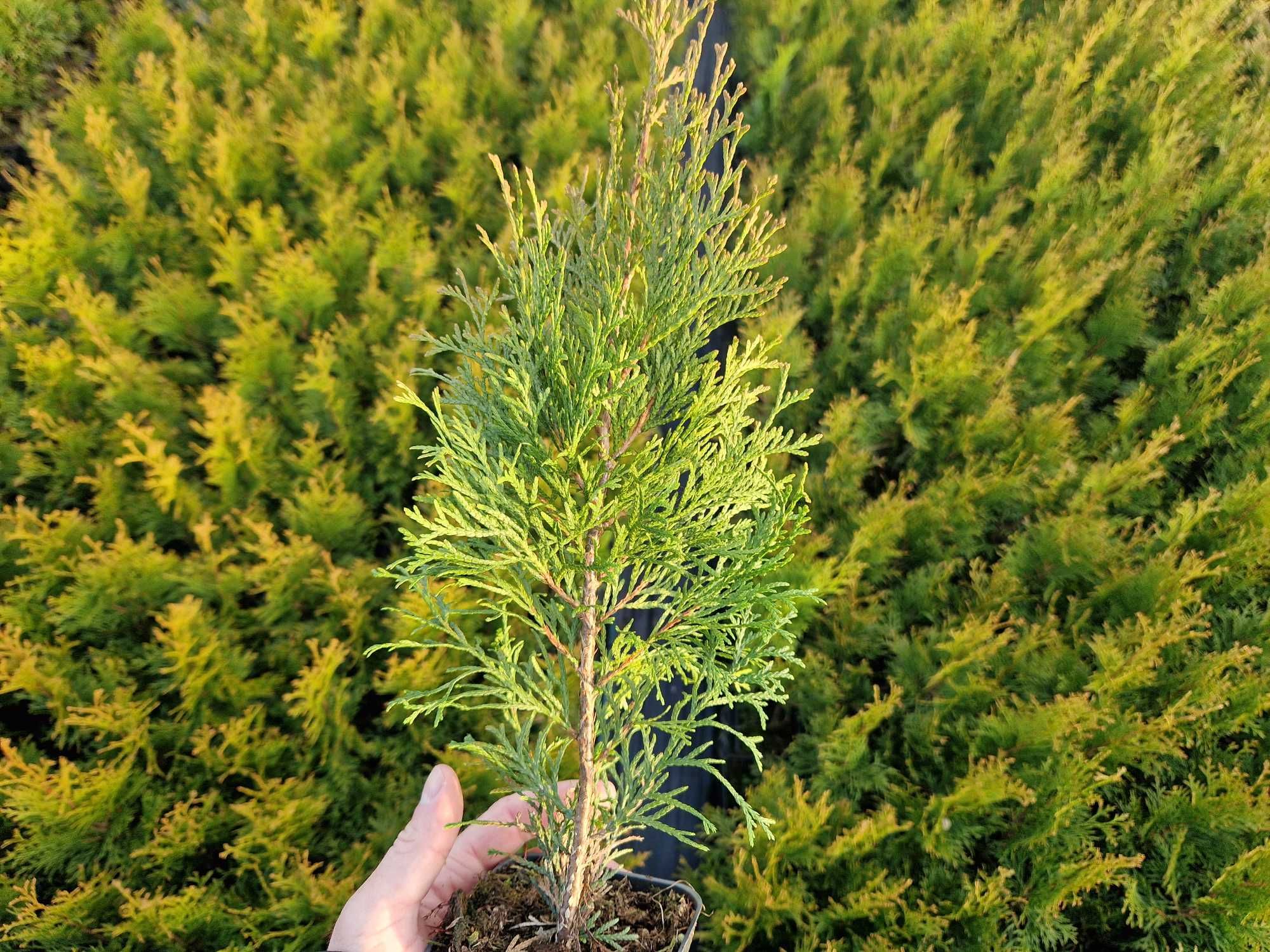 Tuja szmaragd thuja p9 wys. 30-40 cm wiosna 2024 świetokrzyskie