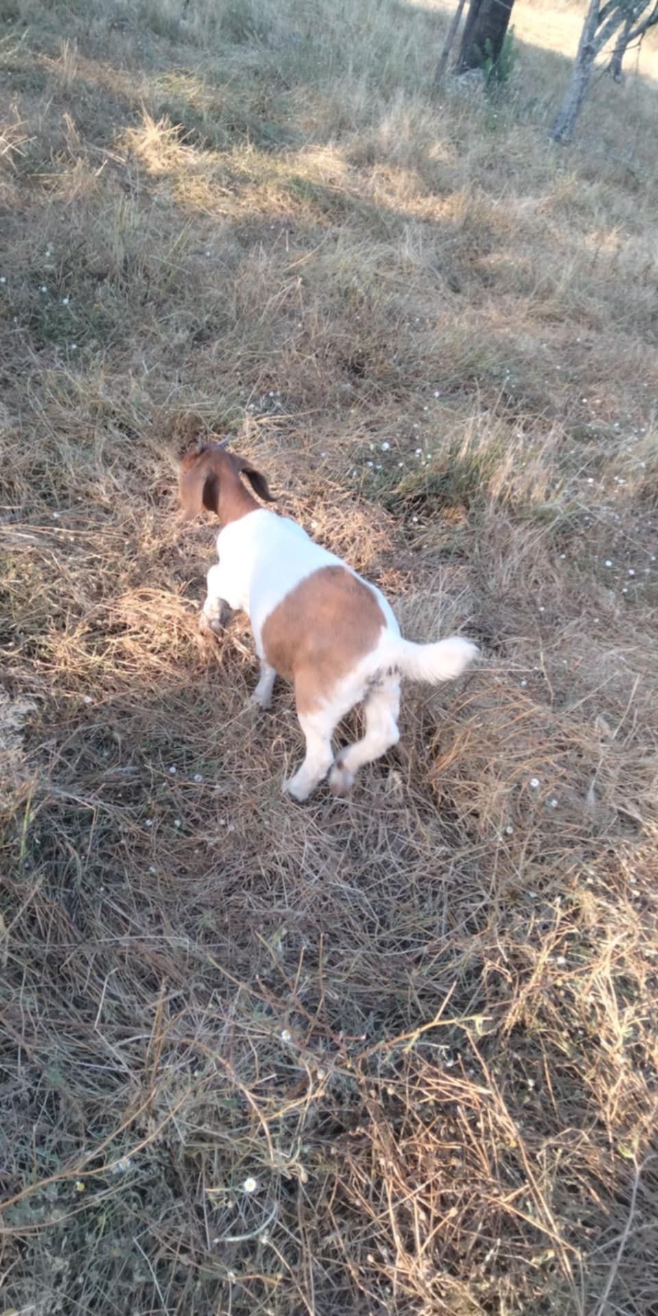 Fêmea boer 5 meses