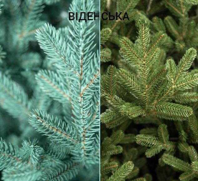 Ялинки литі Альпійська, Ковалівська, Лапландська, Віденська