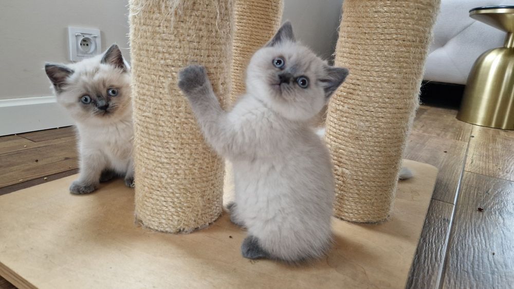 Piękny krótkowłosy kocurek colourpoint NIEBIESKIE OCZY -FPL