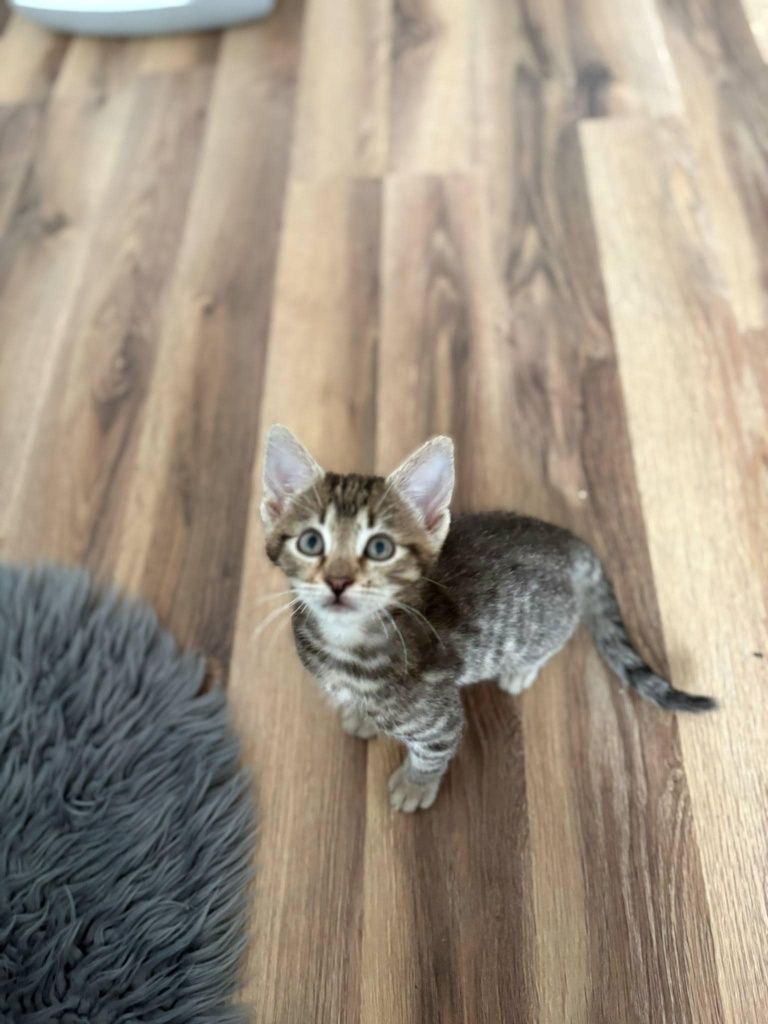 Kociak Joshua do adopcji od zaraz cudo