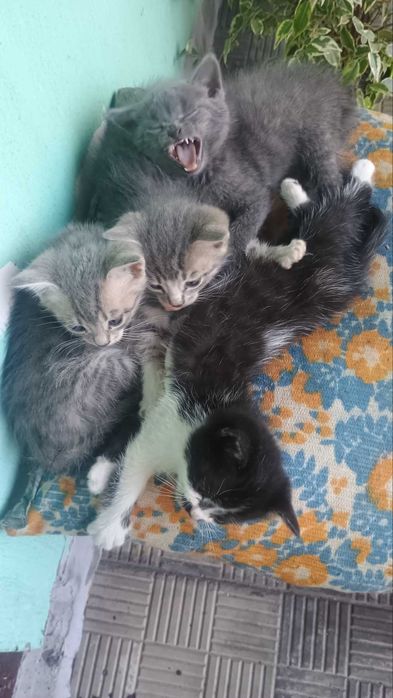 Гарнюні котенята