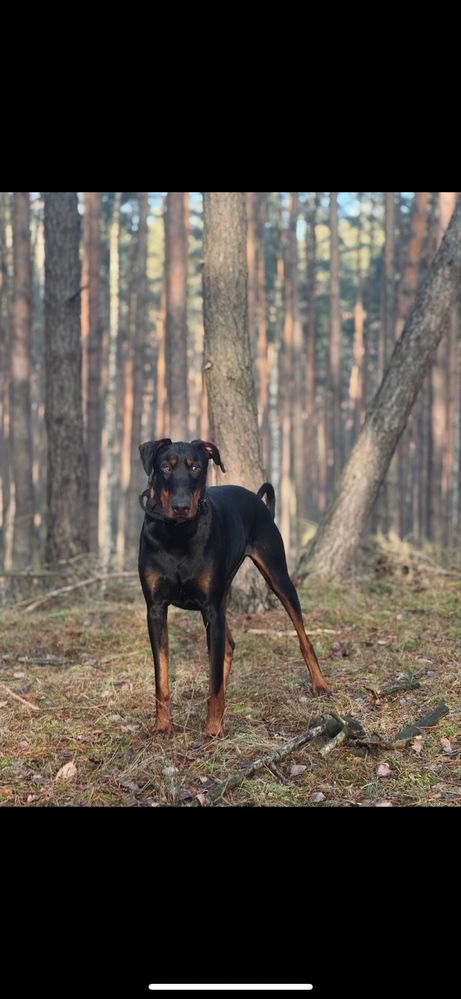 Oddam 3letniego dobermana