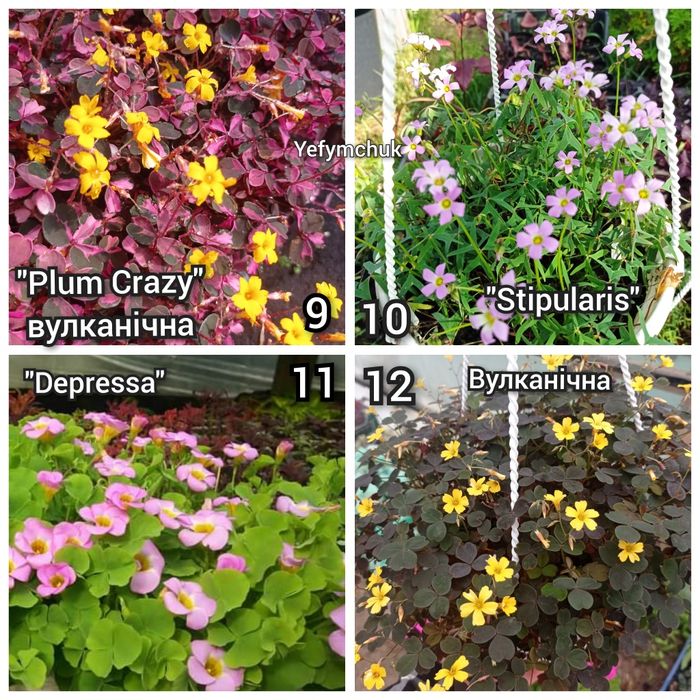 Оксаліс кімнатний