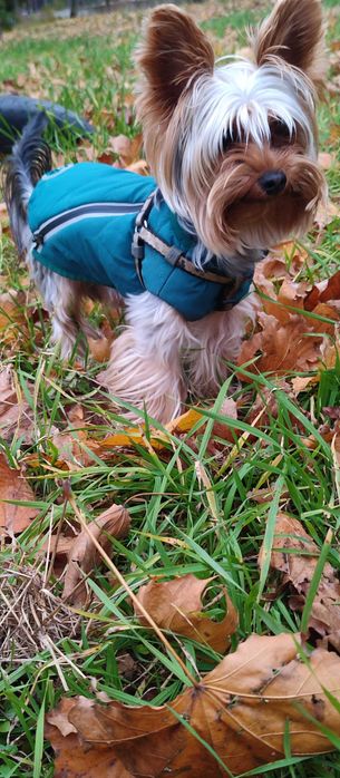 Хлопчик шукає наречену