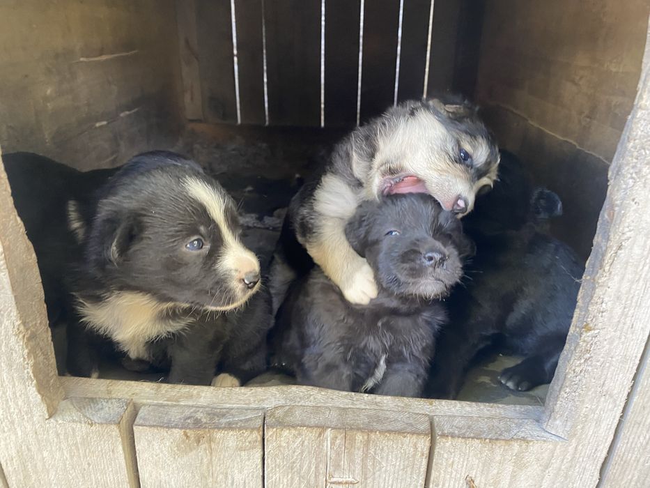 Песик, собачка в добрі руки