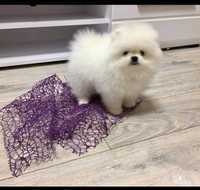 Clopak pomeranian. Bialy