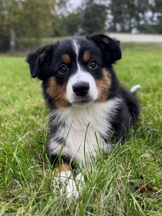 Miniaturowy Owczarek Amerykański-MAS- ZKwp/FCI - dziewczynka